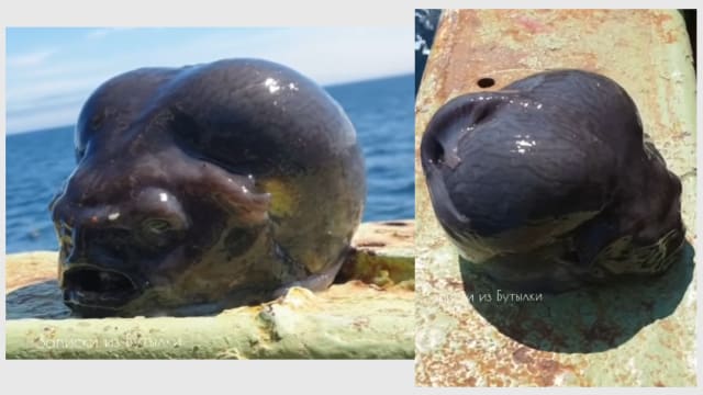 俄罗斯渔夫捕获怪鱼 外形酷似外星生物引热议