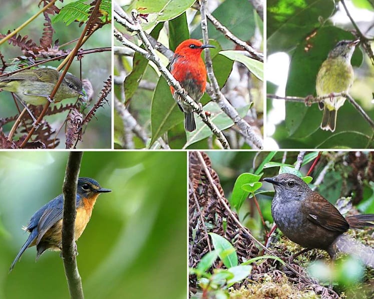 ‘Astounding discovery’: NUS researcher leads team which finds five new bird species in remote Indonesia