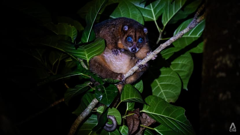 How one Indonesian village turned from hunters into guardians of a rare blue-eyed marsupial