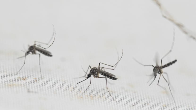 Dengue outbreaks averted in past two years, public urged to stay vigilant in 2025: NEA