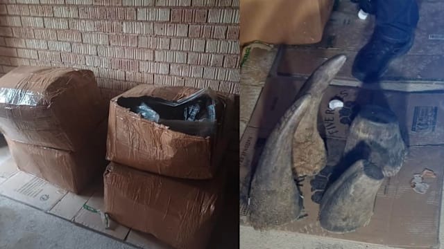 我国协助跨国调查 查获55公斤犀牛角和26公斤狮虎骨骼