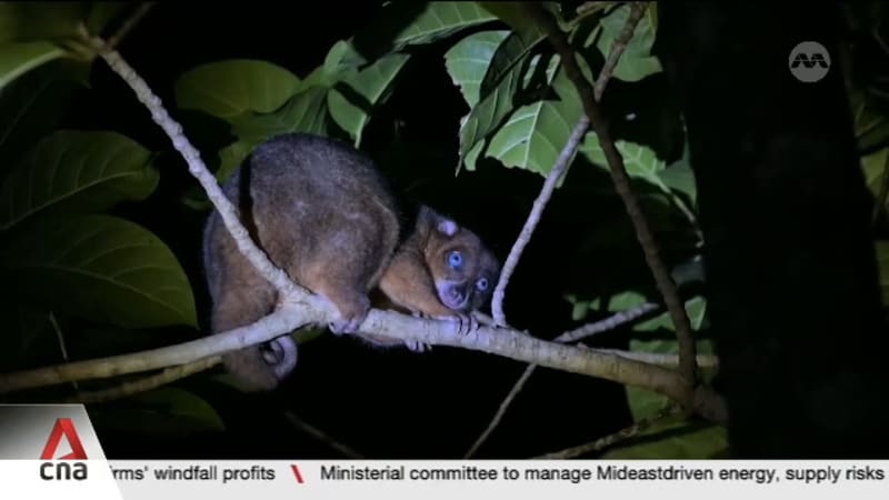 From hunters to guardians: The Indonesian villagers saving the blue-eyed cuscus 