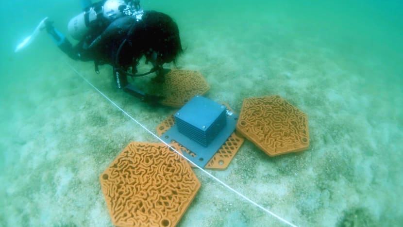 Coral kickstart: Reefs get injection of funds at COP28 to stave off extinction Coral kickstart: Reefs get injection of funds at COP28 to stave off extinction