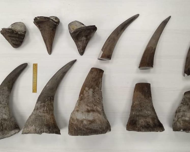 Man jailed for trying to smuggle 11 pieces of rhino horn via Singapore to Vietnam