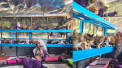 Related article image