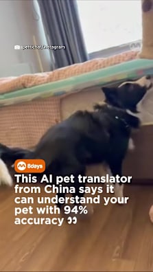 Your pet might reply with a Singlish accent 🤭 #8dayssg #8dayssgtrending #pets #translator #ai 