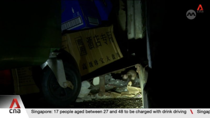 480 enforcement actions taken against premises owners for rat-related lapses in H1 2025