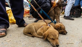 Paksa napi Muslim makan anjing, Kalapas Enemawira di Kepulauan Sangihe dicopot
