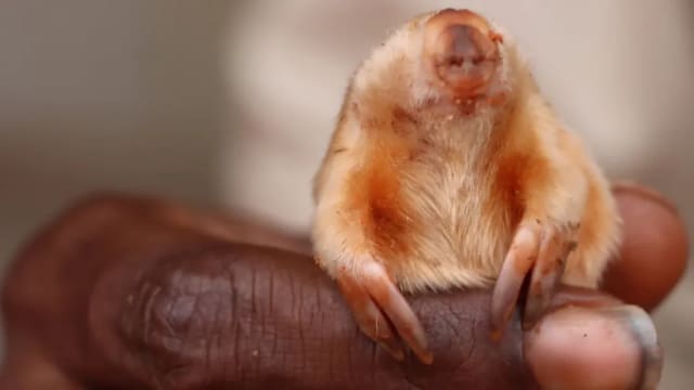 澳沙漠发现罕见生物北袋鼹鼠   金毛近乎全盲每十年只见几次 
