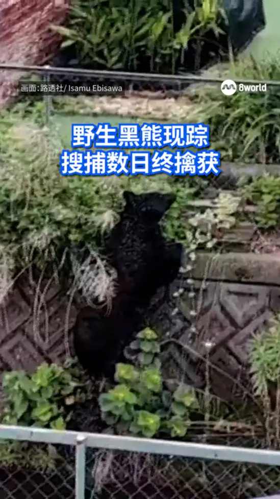 japan bear