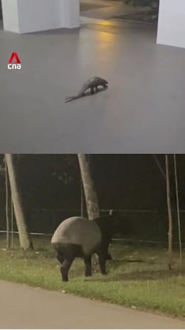 Wild Sunda pangolin, Malayan tapir spotted near residential areas in Singapore