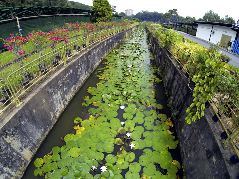 NParks adds more slots for Pasir Panjang Nursery tour
