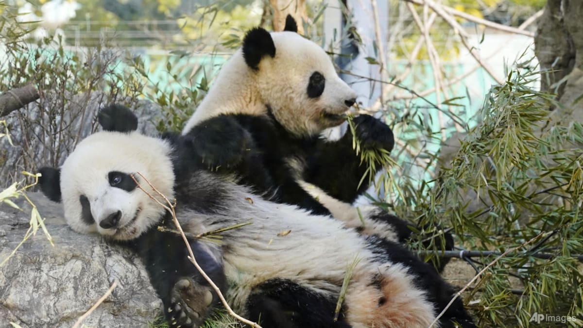 Japan's last 2 pandas to return to China on Jan 27