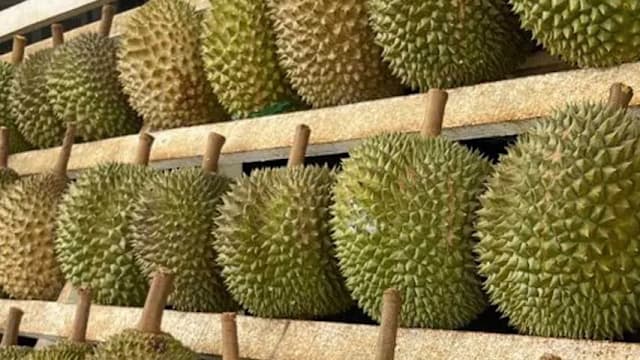 马国榴梿供应增需求却疲软 猫山王A果价格跌至每公斤10元