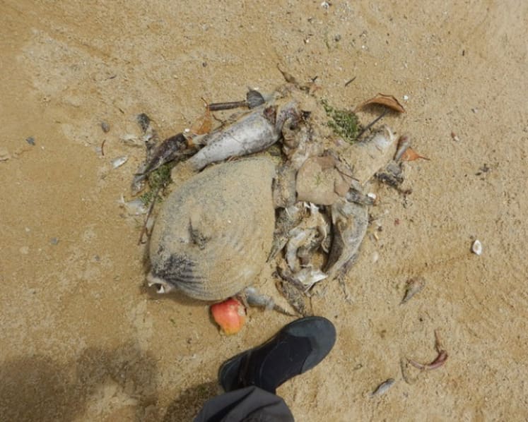 Up to 600 tonnes of fish lost to algal bloom: AVA