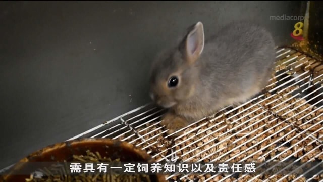 宠物兔子销量自防疫措施松绑后下滑七成