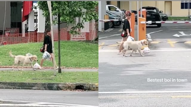 狗儿帮主人提东西 网赞它聪明又乖巧