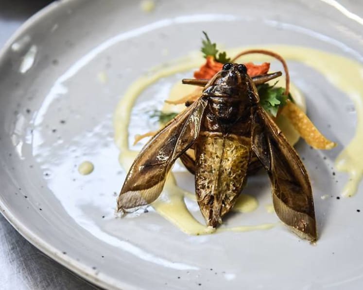 Food of the future? Five-star edible insects served up as Thailand gets creative with bug business