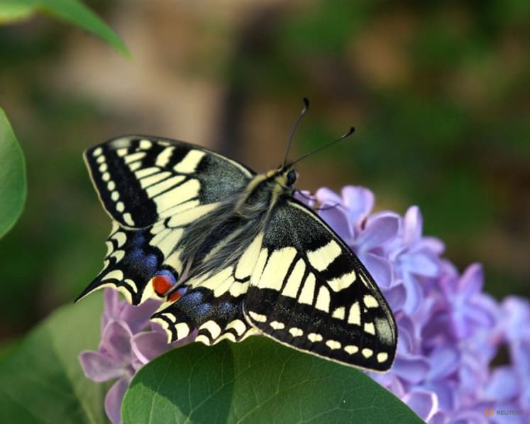 Butterfly wing patterns may trick predators with motion illusions