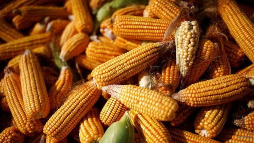 China approves more GM crops to boost yields, ensure food security China approves more GM crops to boost yields, ensure food security