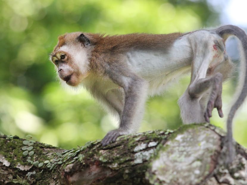 Behaviour modification proposed as solution to macaque problem