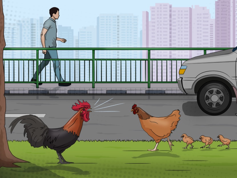 IN FOCUS: The wild chicken population in Singapore – living with feathered ‘neighbours’ IN FOCUS: The wild chicken population in Singapore – living with feathered ‘neighbours’