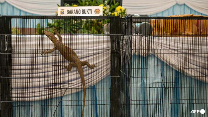 Indonesia police arrest six for Komodo dragon smuggling