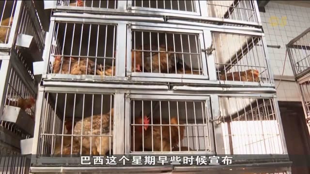 世界动物卫生组织确定 巴西禽流感疫情已过