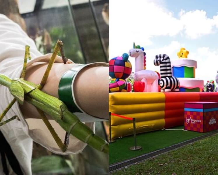 Singapore Zoo to mark 50th anniversary with new behind-the-scenes insects tour, ZOObilee trail