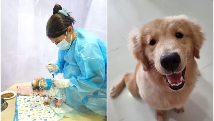 Rain and rats to blame for more dogs in Singapore being infected with leptospirosis, vets say Rain and rats to blame for more dogs in Singapore being infected with leptospirosis, vets say