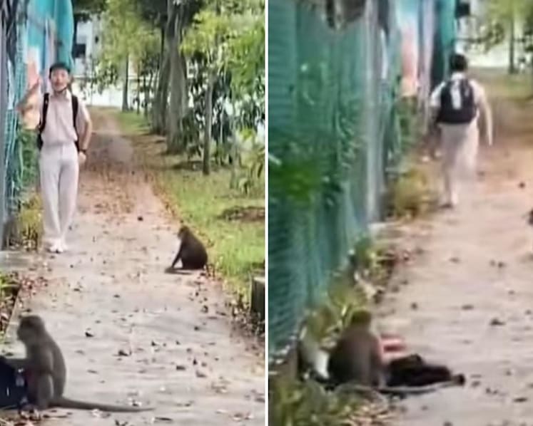 Public advised to avoid approaching, taunting monkeys following viral video of student retrieving bag