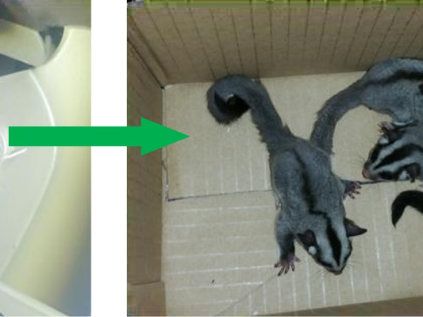 Spotted doves, sugar gliders seized at Tuas Checkpoint