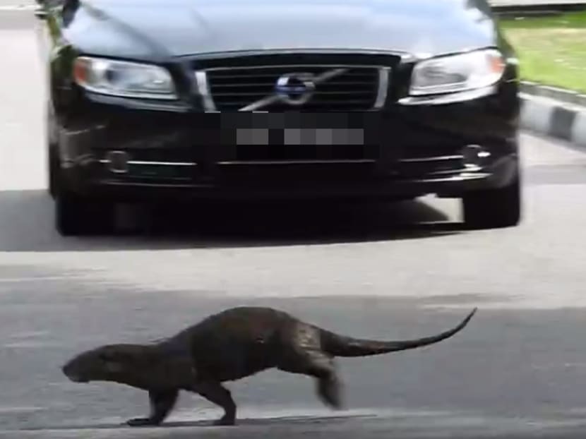 An otter running across East Coast Park Service Road in a video posted by Facebook user Chun Kit Soo on Sunday (May 8). An otter running across East Coast Park Service Road in a video posted by Facebook user Chun Kit Soo on Sunday (May 8).