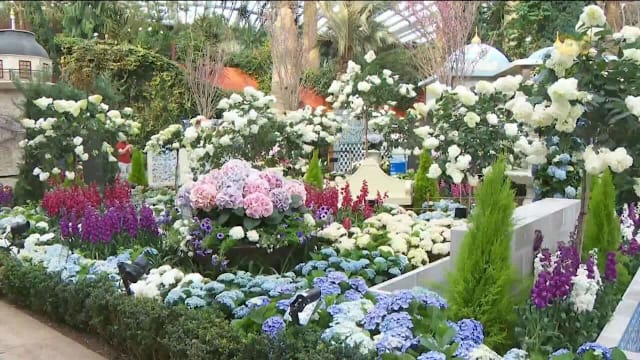 “蓝色俏佳人”花卉展今开幕 近3000朵绣球花亮相滨海湾花园