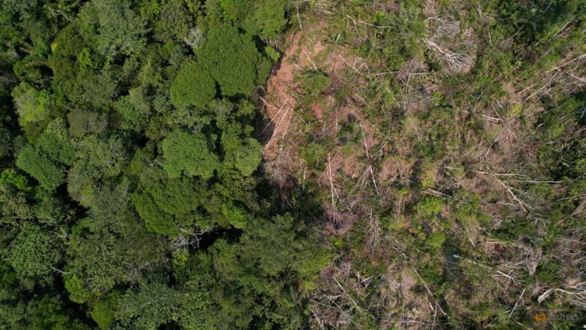 Google buys carbon removal credits from Brazil startup, joining Microsoft