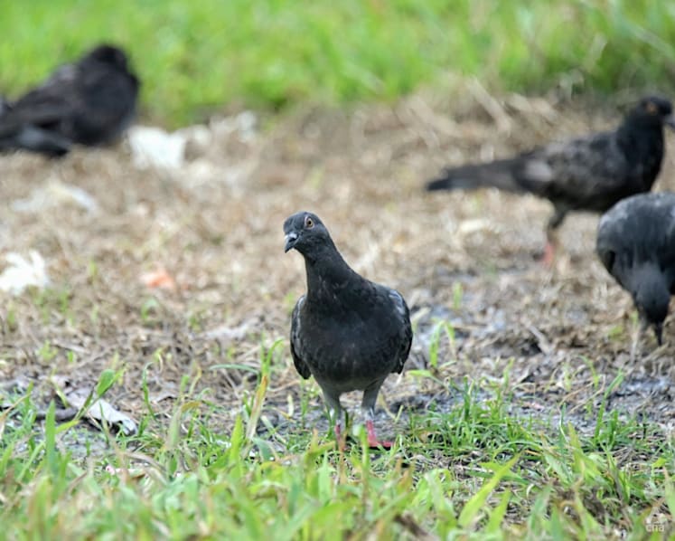 Pigeon culling among measures to be stepped up in pilot initiative at 3 town councils