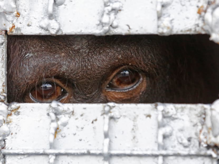Over half of world’s primates on brink of extinction: Experts - TODAY