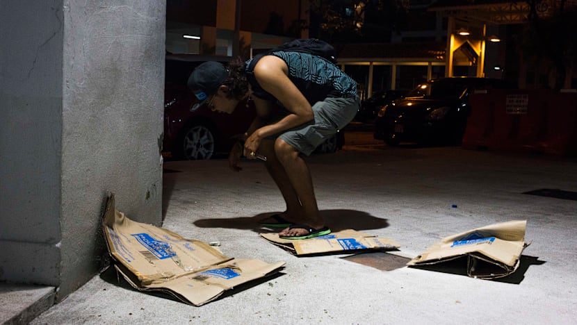 Ants as pets? The hobby is catching on in Singapore