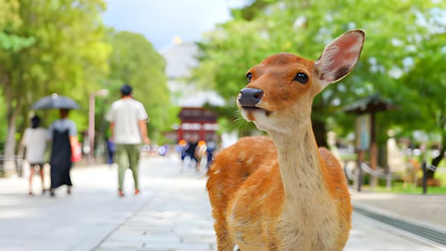 已频繁出没周边住宅 奈良公园鹿群数创新高