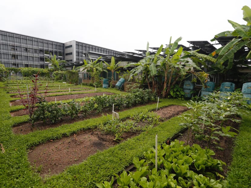 Nature Society (Singapore) president wins top environmental accolade