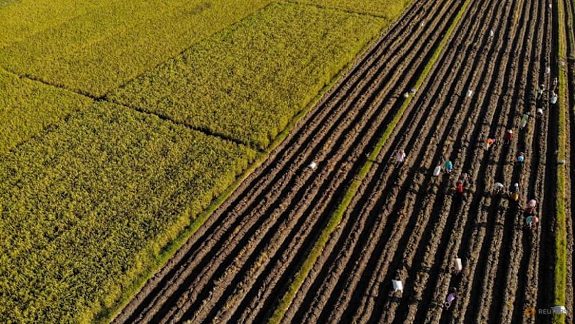 Indonesia's state farm company to invest nearly $500 million to boost rice output