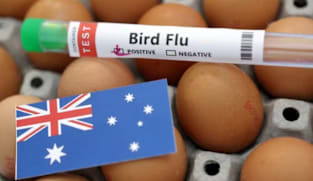 கடல்நாய்க்கு H5N1 ரகப் பறவைக் காய்ச்சல்
