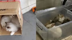 Related article image