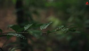 Fragrance of Memories