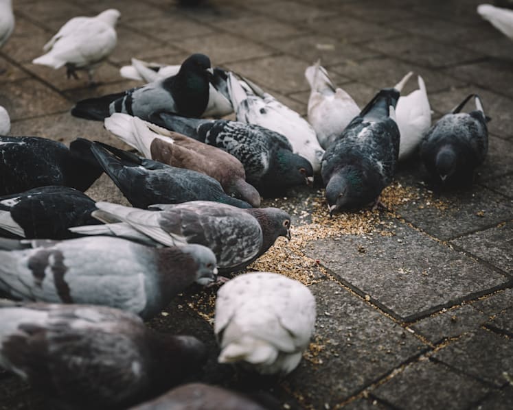 Video of pigeon culling in Hougang ‘an outright case of cruelty’: Acres
