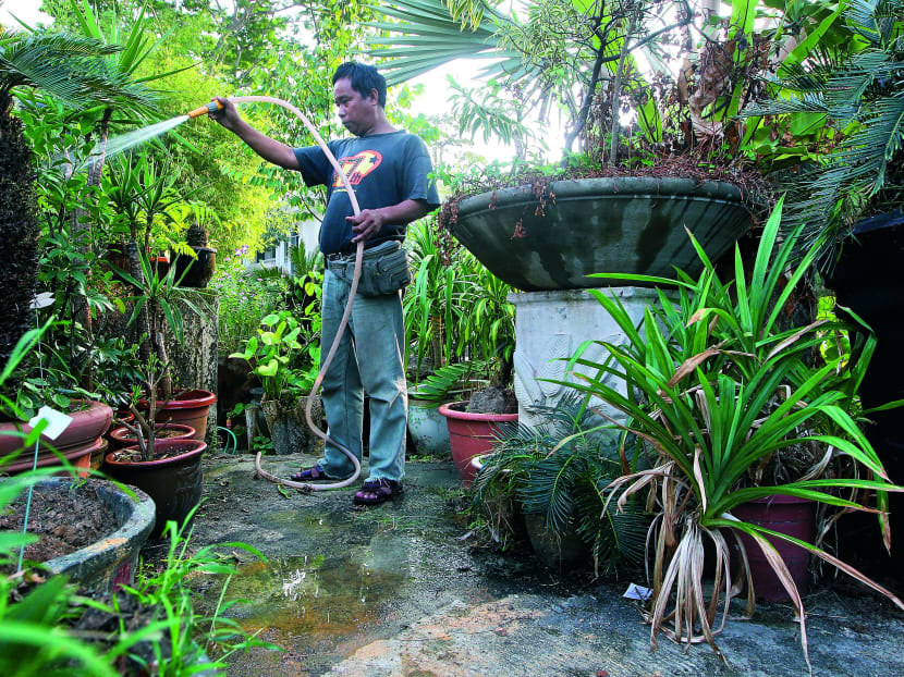 Green Gween nursery was among the local businesses that are hoping for more rain, as ‘the plants have to do a lot of catching up’. 
Today File Photo