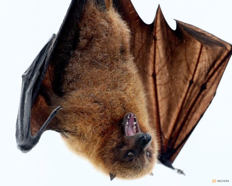 Study reveals evolutionary history of bats, dating back 65 million years
