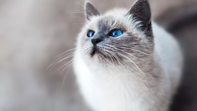 Singapore startup testing drug used to treat cats in race to find Covid-19 cure
