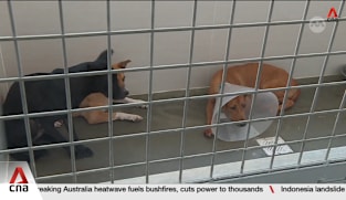 5 welfare groups to take in Animal Lovers League's animals; Commissioner of Charities opens inquiry