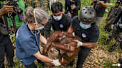 Indonesia rescues six orangutans from fires in a week